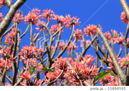 ピンクのプルメリア　ハワイの花 15899595