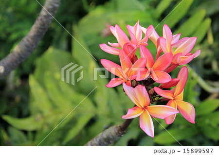 ピンクのプルメリア ハワイの花 ピンクのプルメリア ハワイの花 15899597