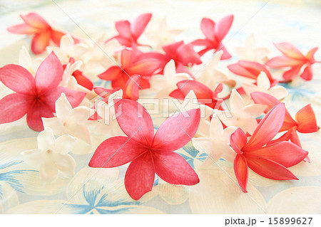 ピンクと白の花 ハワイのプルメリアの写真素材 15899627 Pixta