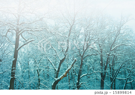 Blue vintage faded foggy snowy winter forest 15899814