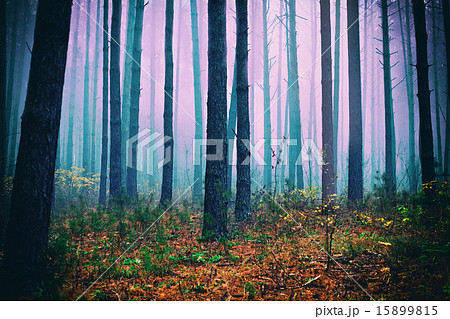 Pink mist in pine forest 15899815