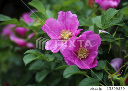 ハマナシの花 ハマナシの花 15899829