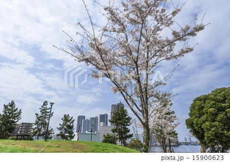 潮見運動公園の桜 15900623