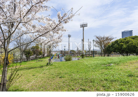 潮見運動公園の桜の写真素材