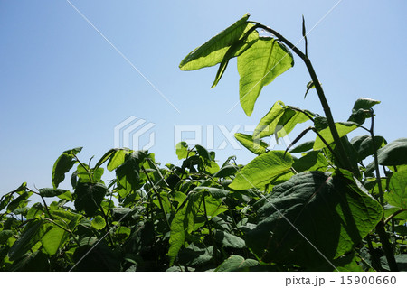 オオイタドリ オオイタドリ 15900660