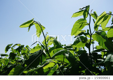 オオイタドリ 15900661