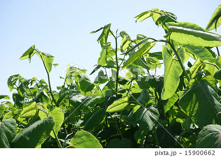 オオイタドリ オオイタドリ 15900662