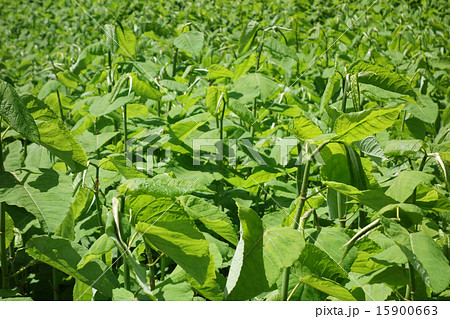 オオイタドリ 15900663