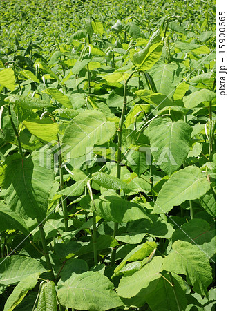 オオイタドリ 15900665