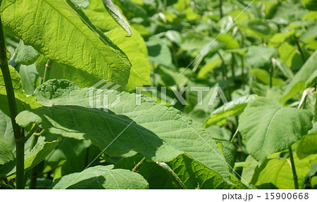 オオイタドリ オオイタドリ 15900668