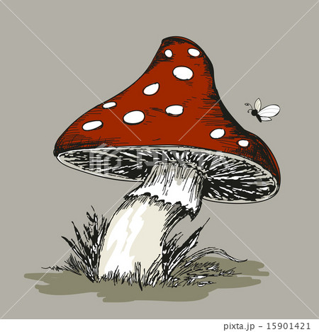 Mushroom Amanita with grass 15901421