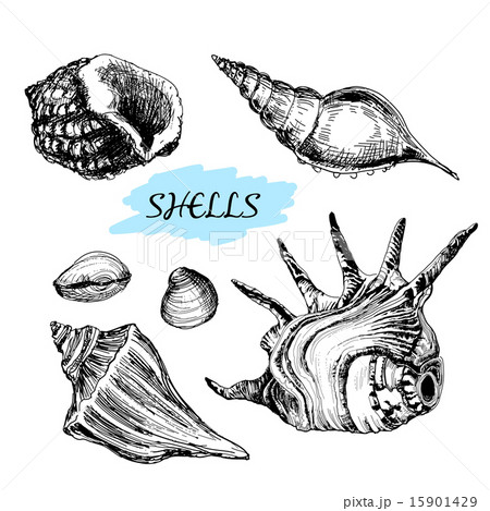 Seashells 15901429