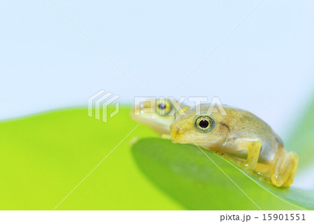 緑とアマガエル02 15901551