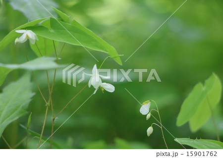 バイカイカリソウ 15901762