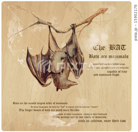 Bat - An hand painted vector, converted Bat - An hand painted vector, converted 15902176