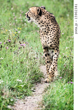 Wild Cheetah (Acinonyx jubatus) 15902381