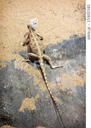 Steppe agama (Trapelus sanguinolentus) 15902382