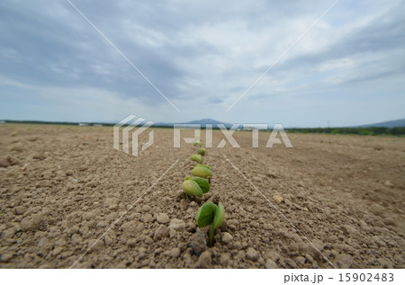 大地に芽吹く大豆 大地に芽吹く大豆 15902483