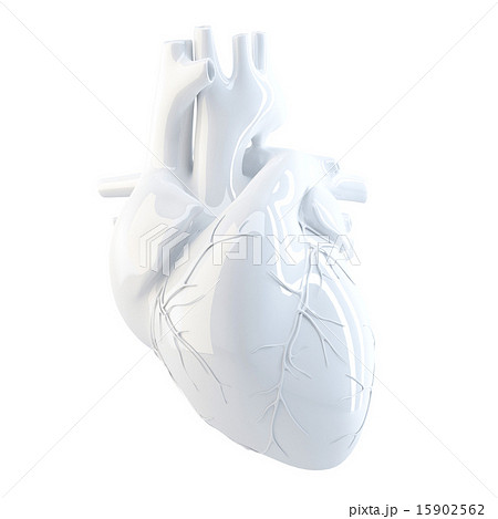Human Heart. 3d render. Isolated, clipping path. 15902562
