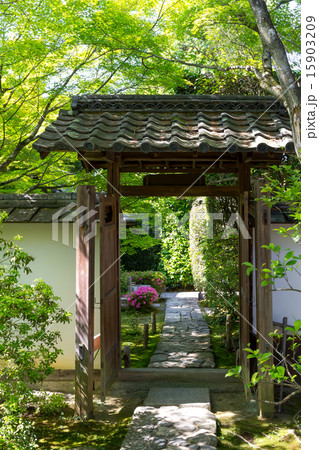 皐月の金福寺 15903209