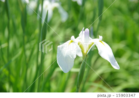 花菖蒲 花菖蒲 15903347