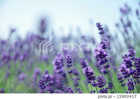 ラベンダー 15903417