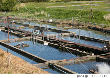 ニジマスの養魚場 ニジマスの養魚場 15903516