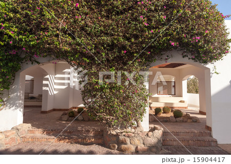 pink bougainvillea, Sharm el Sheikh, Egypt. 15904417