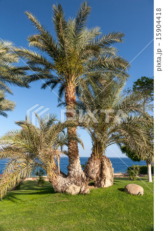 Palm trees in Egypt. 15904418