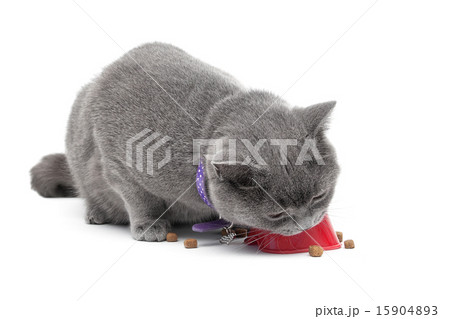 gray cat eating food isolated on white background 15904893