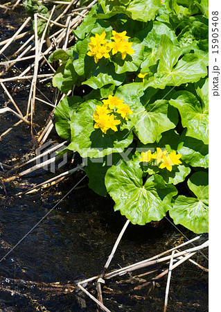 水辺の黄色い花の写真素材