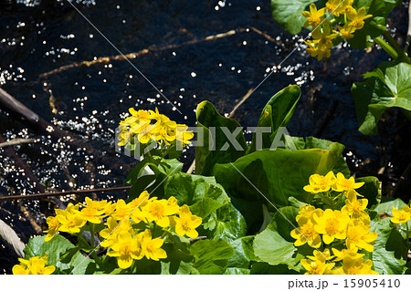 水辺の黄色い花の写真素材