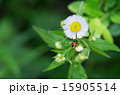ヒメジョオンとテントウムシ 15905514