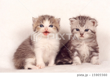 かわいい子猫 15905560