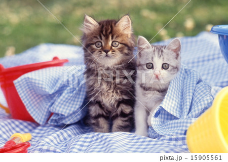 かわいい子猫 15905561