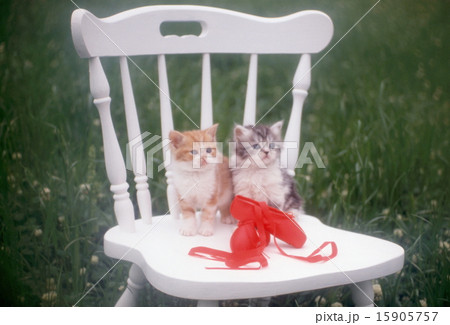 かわいい子猫 15905757