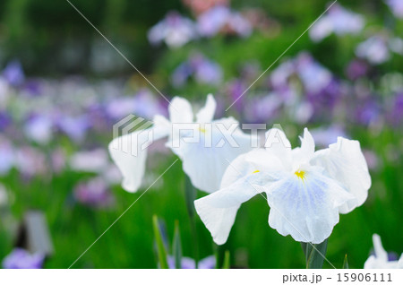 足立区しょうぶ沼公園の菖蒲 霧が島 15906111