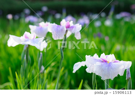 足立区しょうぶ沼公園の菖蒲 無双 15906113