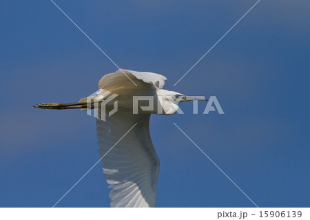 Little egret (Egretta garzetta) 15906139