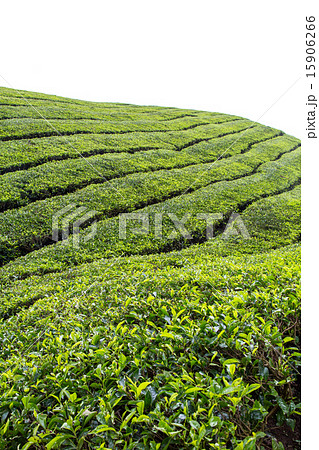 Tea Plantation At Cameron Highlands, Malaysia 15906266