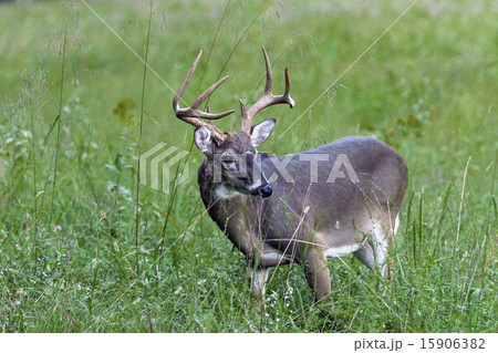 Eight Point Buck 15906382