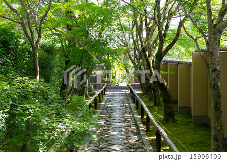 新緑の光悦寺 15906400