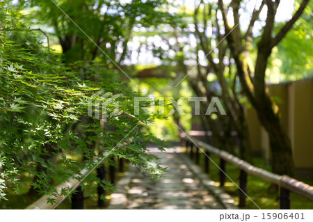 新緑の光悦寺 15906401