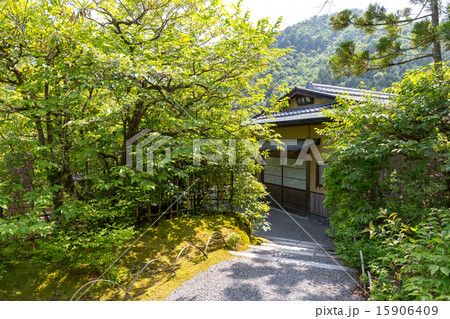 新緑の光悦寺 15906409