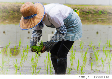 田植えをする女性 田植えをする女性 15906438