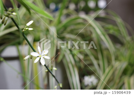 オリヅルランの花 オリヅルランの花 15906439