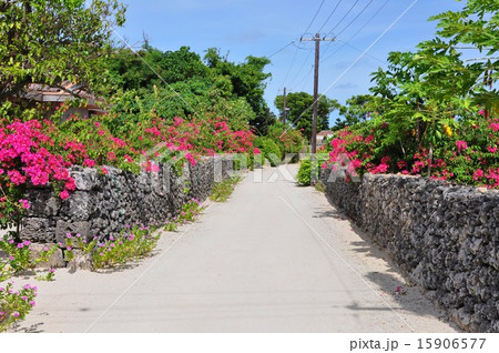 ハイビスカスが咲く路 ハイビスカスが咲く路 15906577