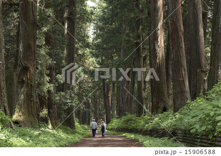 栃木県　新緑の日光杉並木 15906588
