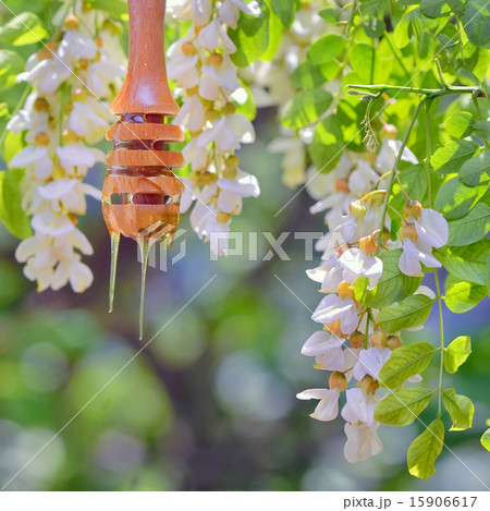 Honey dripping and Acacia flowers 15906617