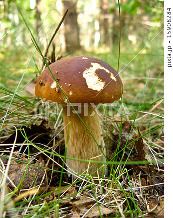 mushroom in the forest 15908284